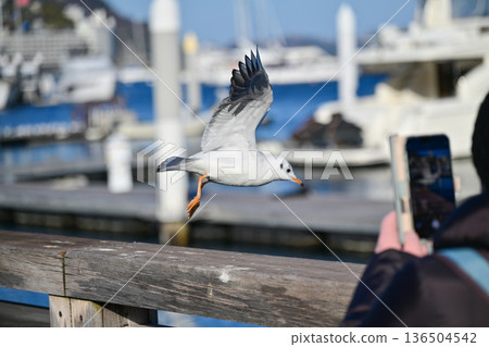 熱海百合海鷗線 136504542