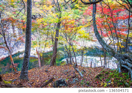 【栃木縣_龍峽】下車站後,您會看到滿是黃葉、岩石和流水的公園-龍峽。 【栃木縣_龍峽】下車站後,您會看到滿是黃葉、岩石和流水的公園-龍峽。 136504571