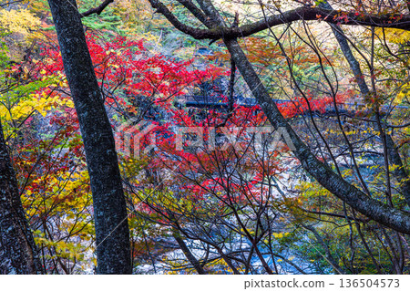 【栃木縣_龍峽】下車站後,您會看到滿是黃葉、岩石和流水的公園-龍峽。 【栃木縣_龍峽】下車站後,您會看到滿是黃葉、岩石和流水的公園-龍峽。 136504573