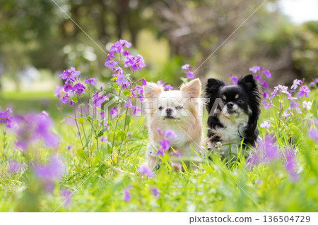 Adorable Chihuahuas lined up during the flowering season Adorable Chihuahuas lined up during the flowering season 136504729