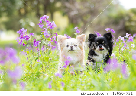 Two Chihuahuas standing side by side in a spring park Two Chihuahuas standing side by side in a spring park 136504731