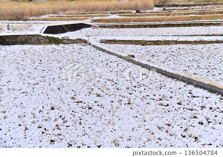 Snow-covered rice fields Snow-covered rice fields 136504784