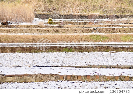 A winter scene created by a footpath and snow-covered rice fields A winter scene created by a footpath and snow-covered rice fields 136504785