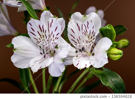 White Alstroemeria Everest Flowers with Purple Streaks on Brown Background White Alstroemeria Everest Flowers with Purple Streaks on Brown Background 136504828