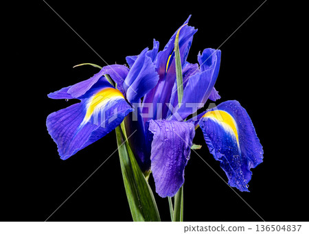 Vibrant Blue Dutch Iris Flower with Water Drops on Black Background Vibrant Blue Dutch Iris Flower with Water Drops on Black Background 136504837