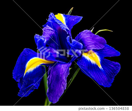 Vibrant Blue Dutch Iris Flower with Water Drops on Black Background Vibrant Blue Dutch Iris Flower with Water Drops on Black Background 136504838