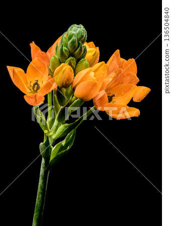 Vibrant Orange Star of Bethlehem Flowers Isolated on Black Background Vibrant Orange Star of Bethlehem Flowers Isolated on Black Background 136504840