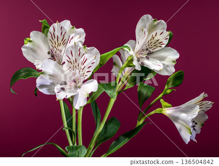 White Alstroemeria Lilies with Purple Streaks on Magenta Pink Background 136504842