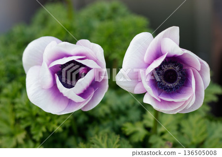 Pink anemone flowers close-up spring flowers natural background natural botanical material 136505008