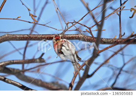 紅雀 (雄性) 北海道野生鳥類紅雀 (Caruelis flammea) 136505083