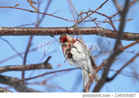 紅雀 (雄性) 北海道野生鳥類紅雀 (Caruelis flammea) 紅雀 (雄性) 北海道野生鳥類紅雀 (Caruelis flammea) 136505087