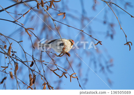 Redpoll (♀) Carduelis flammea, a wild bird of Hokkaido 136505089