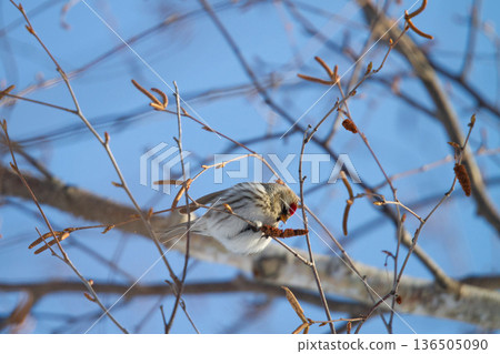 紅雀 (♀) Carduelis flammea，北海道的野生鳥類 136505090