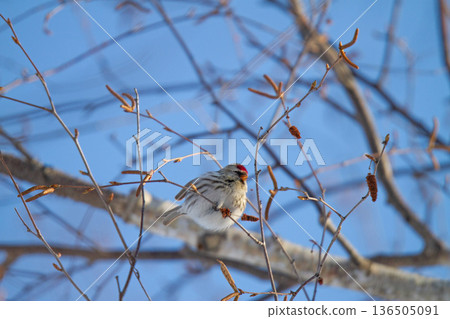 Redpoll (♀) Carduelis flammea, a wild bird of Hokkaido 136505091