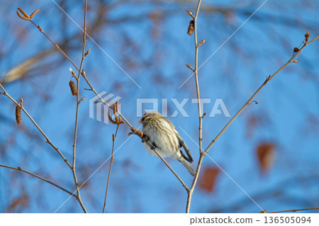 紅雀 (♀) Carduelis flammea,北海道的野生鳥類 紅雀 (♀) Carduelis flammea,北海道的野生鳥類 136505094