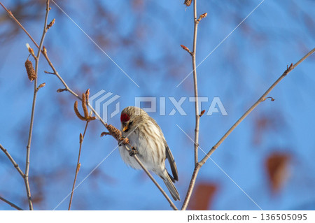 Redpoll (♀) Carduelis flammea, a wild bird of Hokkaido 136505095
