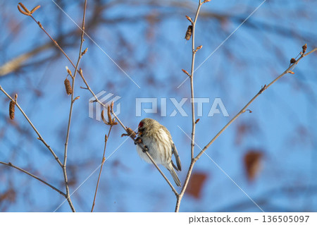 Redpoll (♀) Carduelis flammea, a wild bird of Hokkaido 136505097
