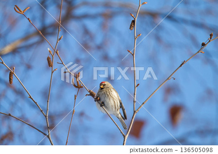 Redpoll (♀) Carduelis flammea, a wild bird of Hokkaido 136505098