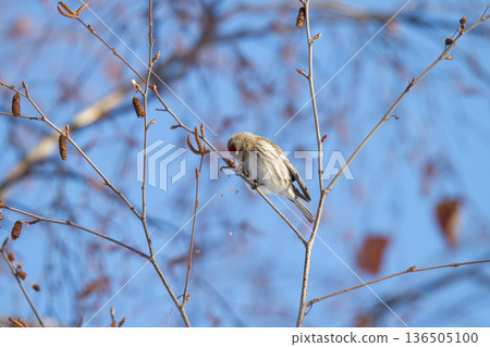 Redpoll (♀) Carduelis flammea, a wild bird of Hokkaido Redpoll (♀) Carduelis flammea, a wild bird of Hokkaido 136505100