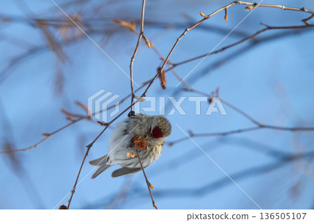 紅雀 (♀) Carduelis flammea，北海道的野生鳥類 136505107