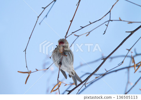 Redpoll (♀) Carduelis flammea, a wild bird of Hokkaido Redpoll (♀) Carduelis flammea, a wild bird of Hokkaido 136505113