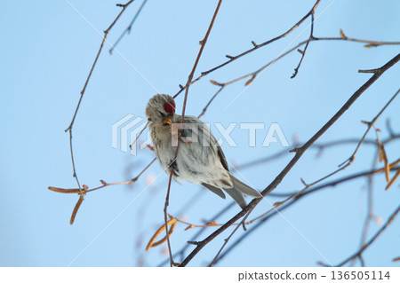 Redpoll (♀) Carduelis flammea, a wild bird of Hokkaido 136505114