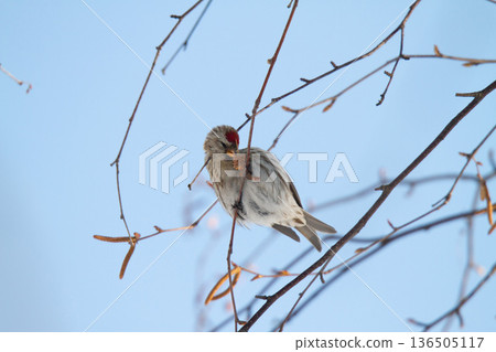 Redpoll (♀) Carduelis flammea, a wild bird of Hokkaido Redpoll (♀) Carduelis flammea, a wild bird of Hokkaido 136505117
