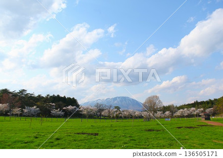 小岩井農場的櫻花 1205 01 136505171