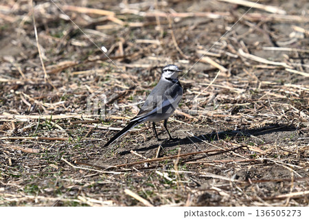 Wild bird Wild bird 136505273
