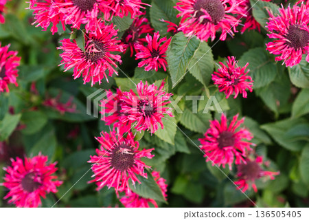 Close up of vivid red monarda Bee Happy in bloom Close up of vivid red monarda Bee Happy in bloom 136505405