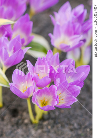 Blooming colchicum closeup in fall 136505407