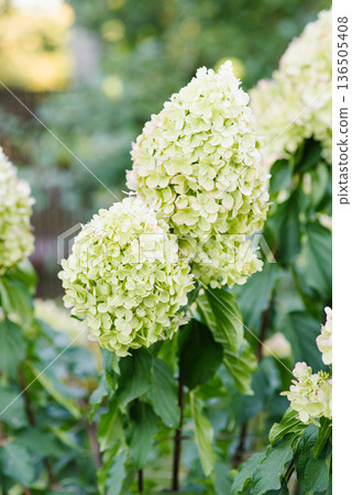 Panicle hydrangea Polar Bear lime green bloom Panicle hydrangea Polar Bear lime green bloom 136505408