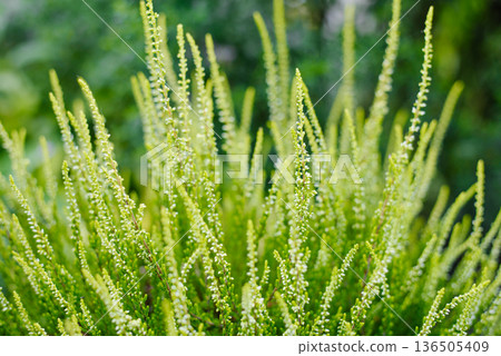 Beginning Bloom of White Garden Heather Shrub Beginning Bloom of White Garden Heather Shrub 136505409