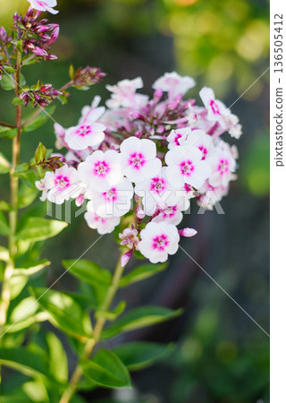 Bright Pink Phlox Europa Blooming In Summer Garden Bright Pink Phlox Europa Blooming In Summer Garden 136505412