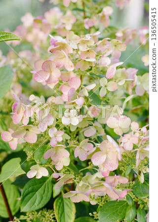 Blossoms Of Wims Red Hydrangea Gaining Pink Tones Blossoms Of Wims Red Hydrangea Gaining Pink Tones 136505415