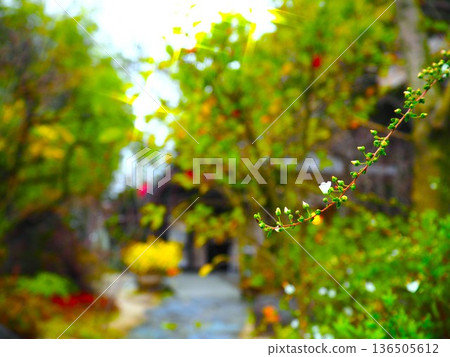 春天路邊盛開的花 春天路邊盛開的花 136505612