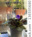 A rainy day window and Saintpaulia: moist indoor flowers 136505680