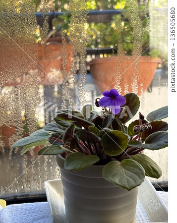 下雨天的窗邊和聖保羅花:濕潤的室內花卉 下雨天的窗邊和聖保羅花:濕潤的室內花卉 136505680