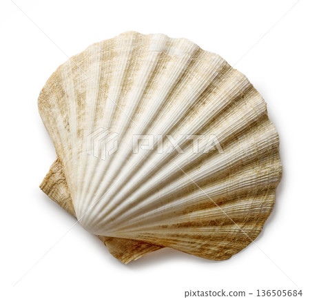 seashell on a white background 136505684