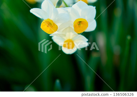 Close-up of vibrant daffodil flowers blooming in late winter Close-up of vibrant daffodil flowers blooming in late winter 136506326