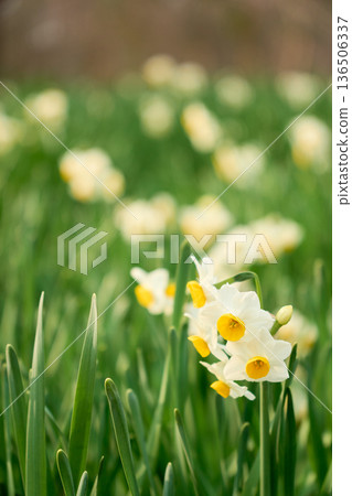 Close-up of gracefully blooming daffodils with a soft, blurred background 136506337