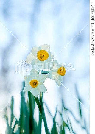 Daffodils against the blue sky captured at a low angle Daffodils against the blue sky captured at a low angle 136506394