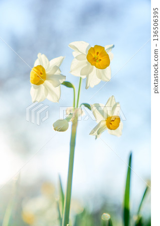 Daffodils against the blue sky captured at a low angle 136506395