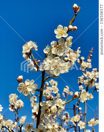 White plum blossoms in full bloom against the blue sky〈Minami Park (Aoi Bairin)/Okazaki City, Aichi Prefecture〉 White plum blossoms in full bloom against the blue sky〈Minami Park (Aoi Bairin)/Okazaki City, Aichi Prefecture〉 136506577
