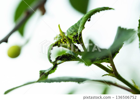 Close-up view of green plant leaves infested with dark aphids and showing signs of damage from pests, indicating plant disease affecting agricultural growth and crop health 136506752