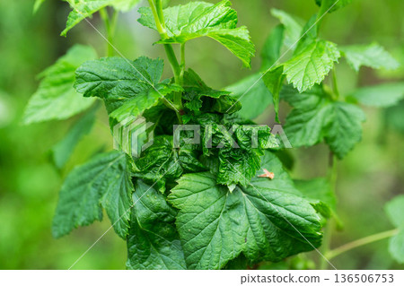 Close up view of green leaves of plant showing signs of damage and disease, concept of horticulture problem and plant pathology Close up view of green leaves of plant showing signs of damage and disease, concept of horticulture problem and plant pathology 136506753