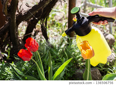 Spraying red tulips with boric acid to control pests, close-up 136506756