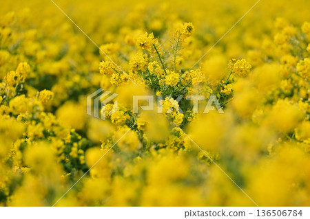Yellow rape blossoms Yellow rape blossoms 136506784