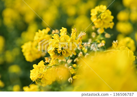 Yellow rape blossoms Yellow rape blossoms 136506787