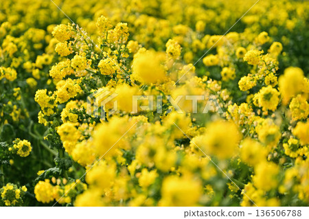 Yellow rape blossoms 136506788